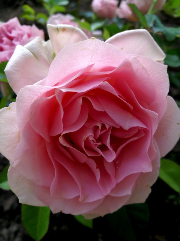 rose