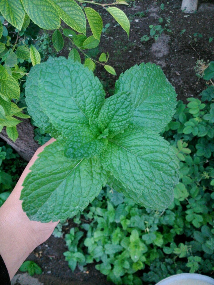 #mint