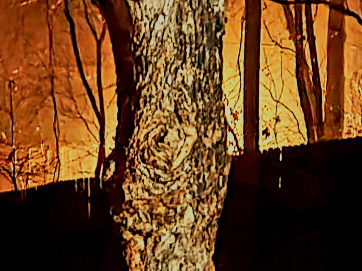 A tree