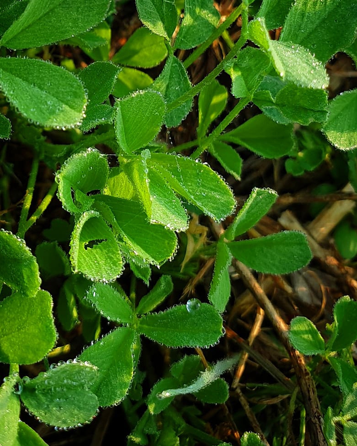 clover