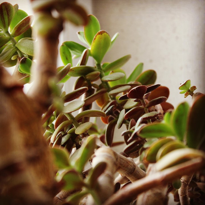 Little forest