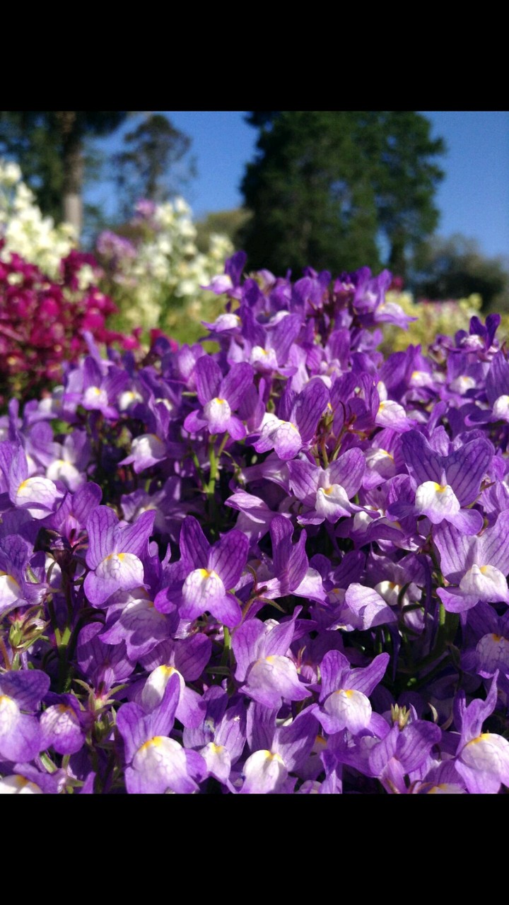 purple flowers
