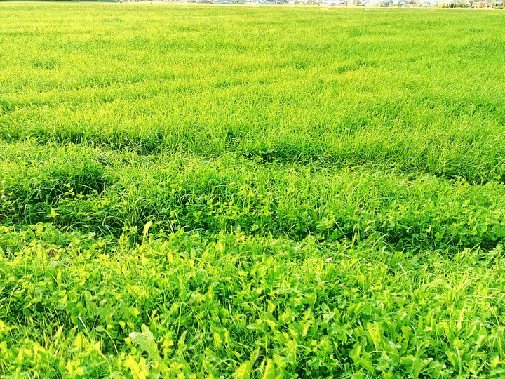 green grass