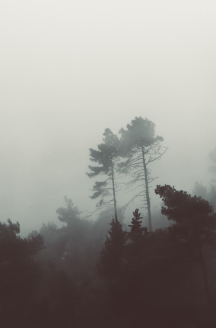 Misty morning