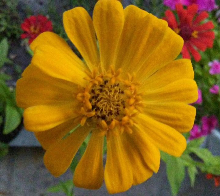 yellow zinnia