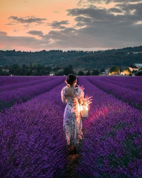 purple flowers