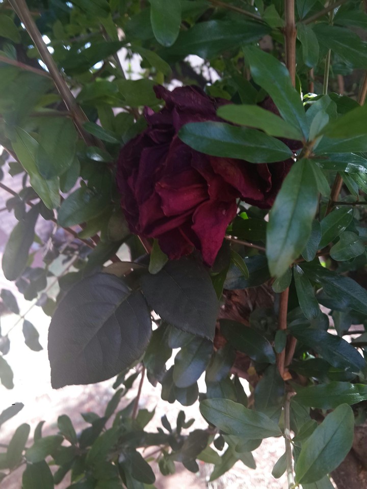 dry rose