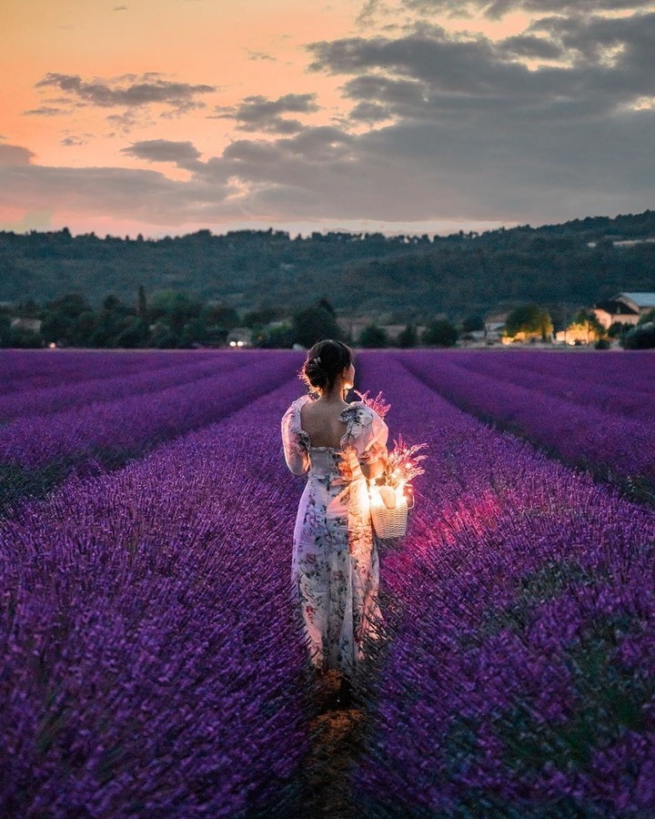 purple flowers