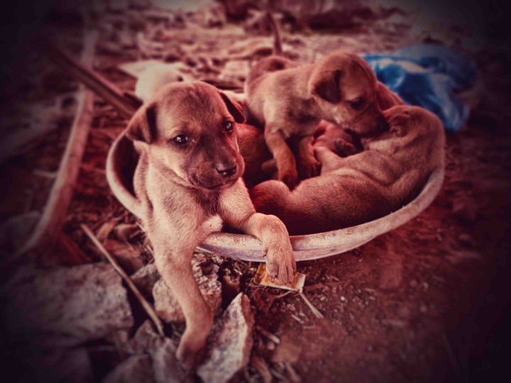 Puppies