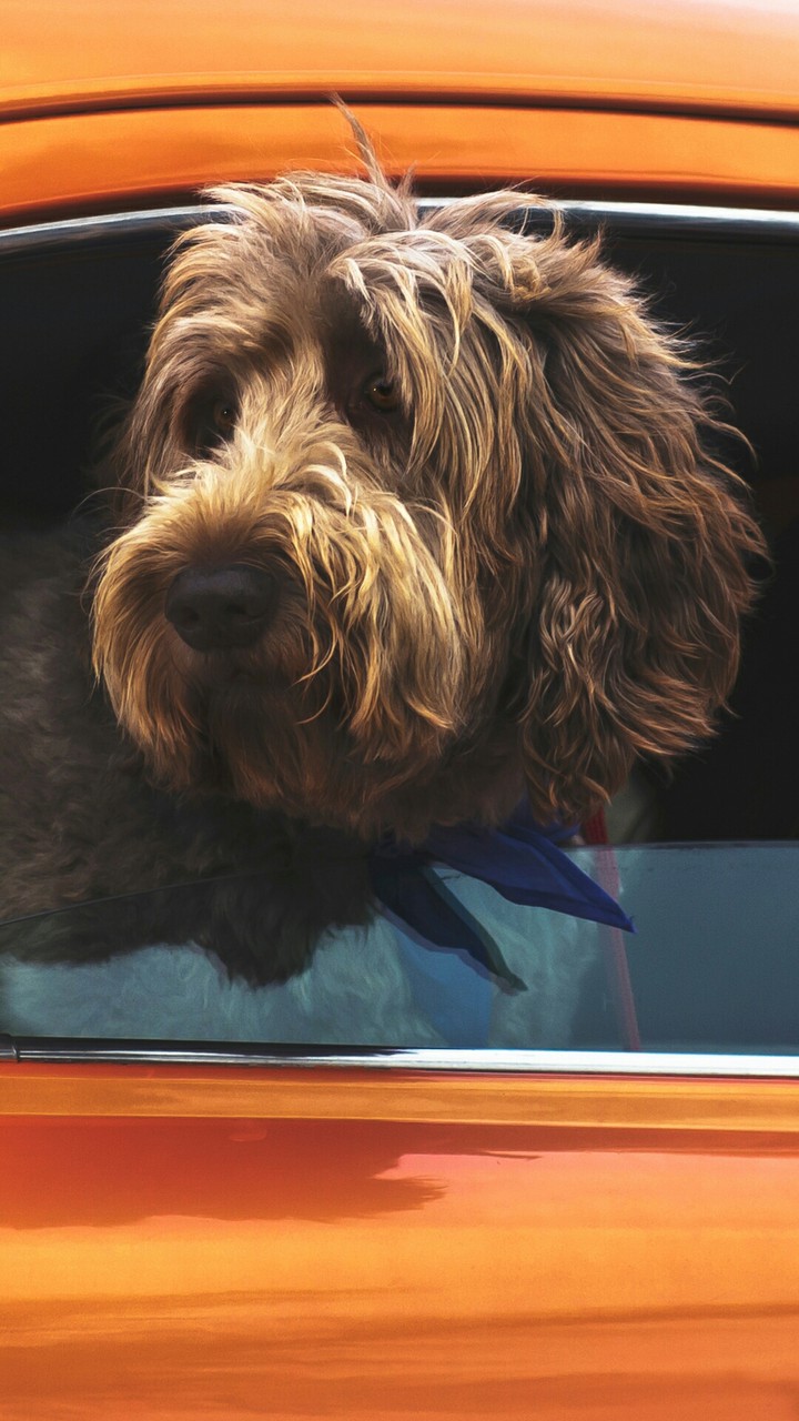 dog. muzzle. window