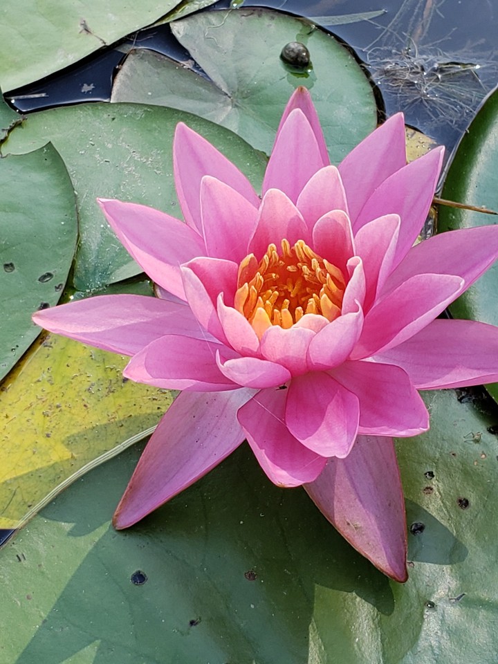 수련