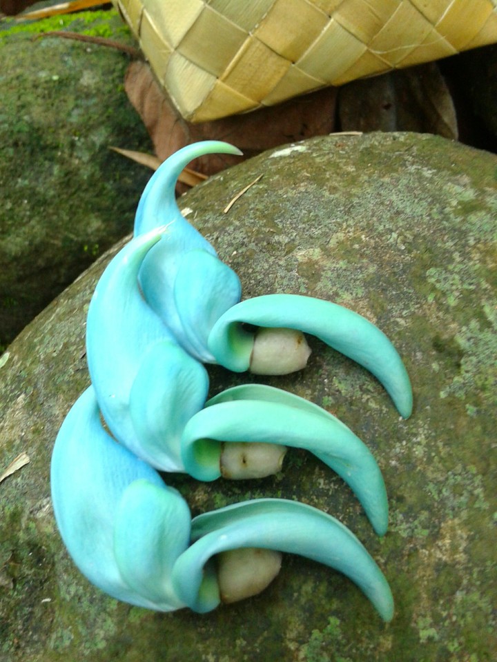 jade vine flower