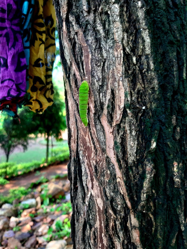 mother nature