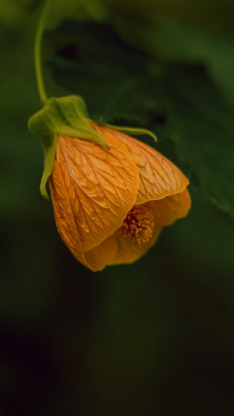 papéis de parede tree, insect