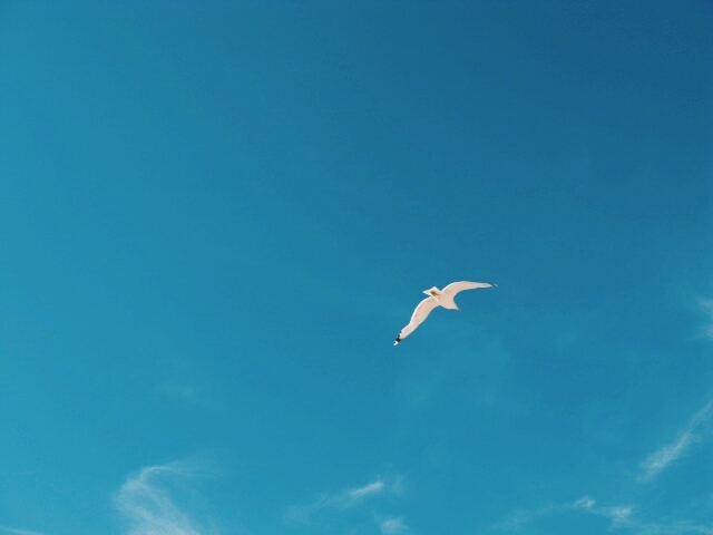 seagull.