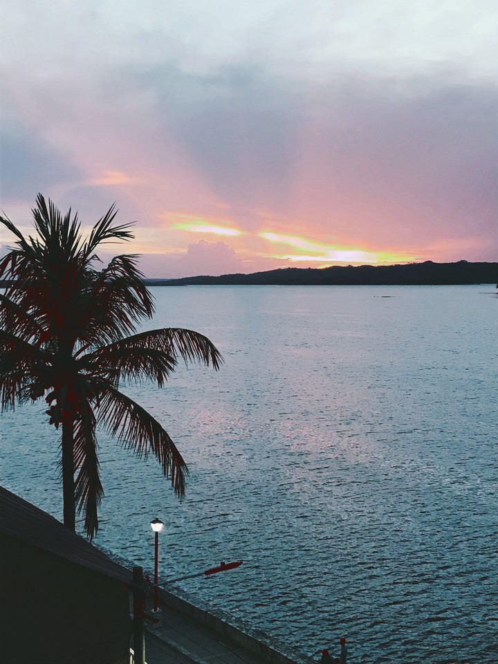 palmera