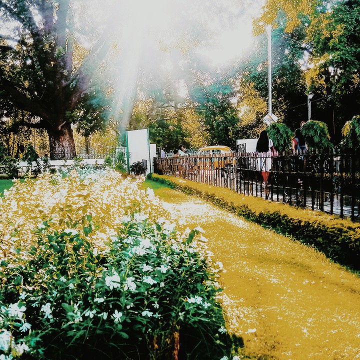 beautiful_garden