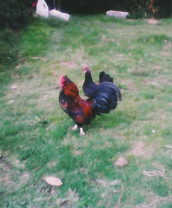 chicken's