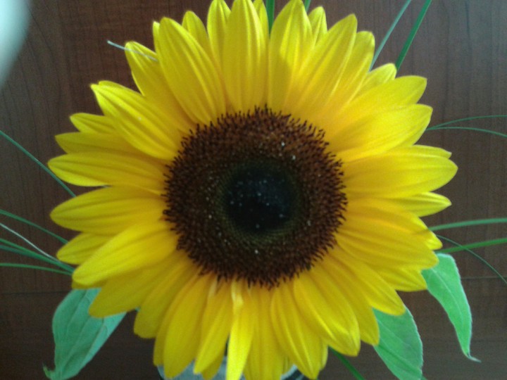 Sonnenblumen