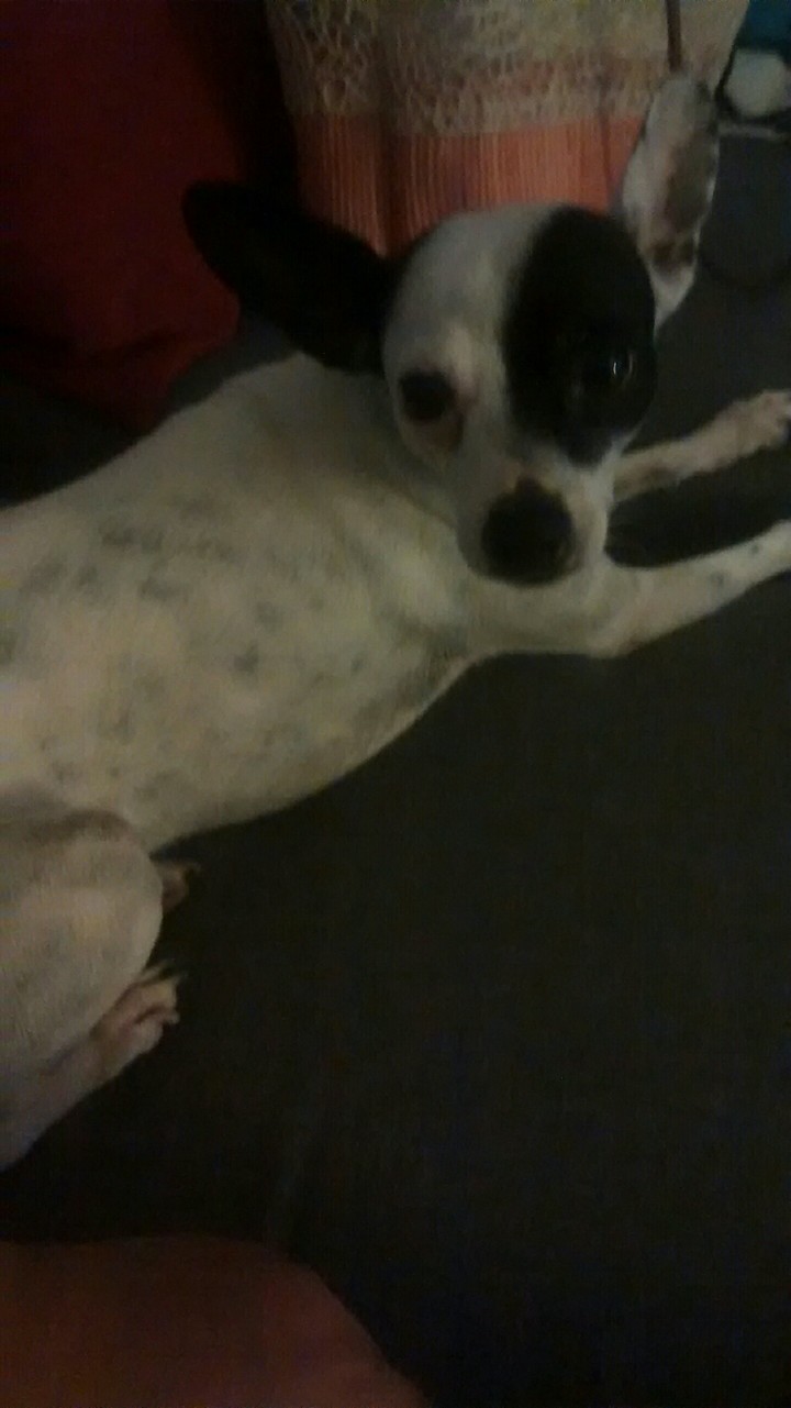 Gino, el consentido