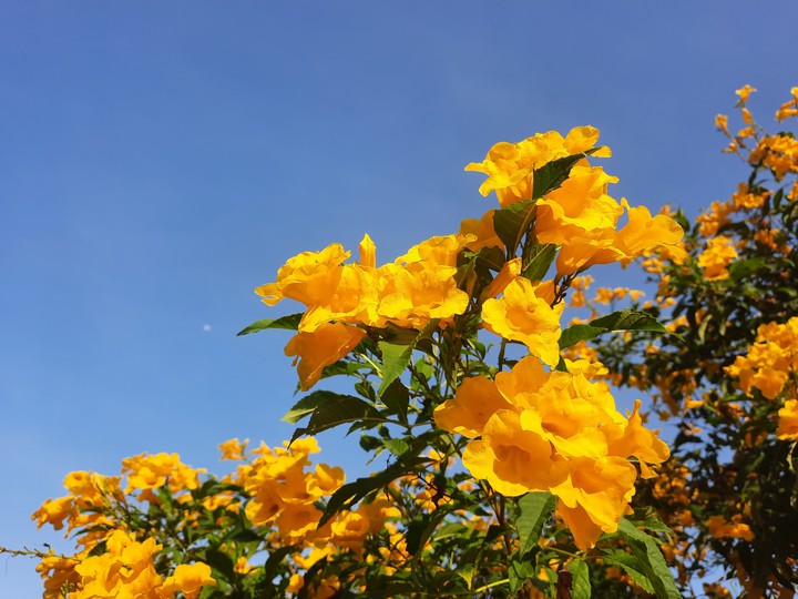 flower