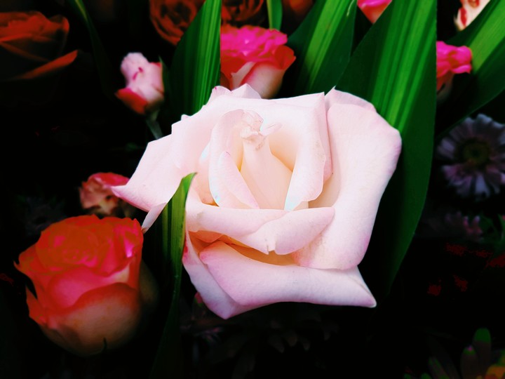 Rose