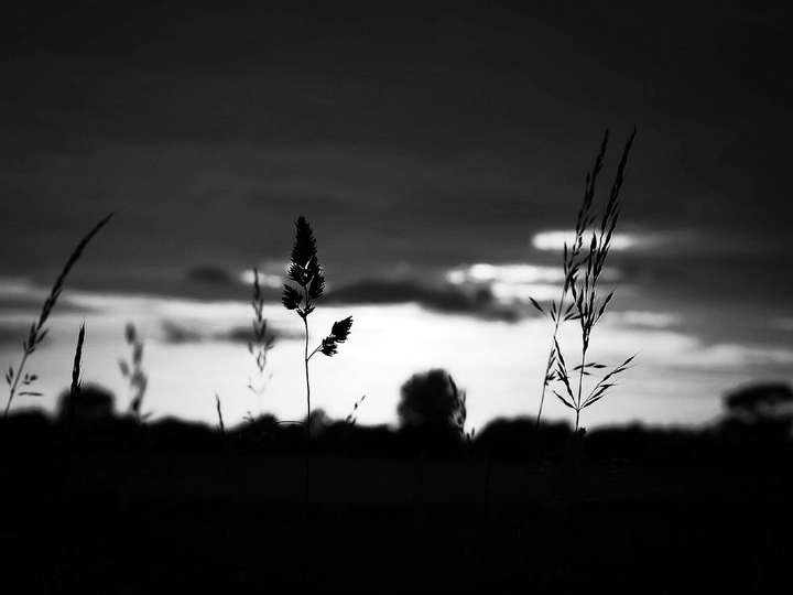 Nature in Black n white