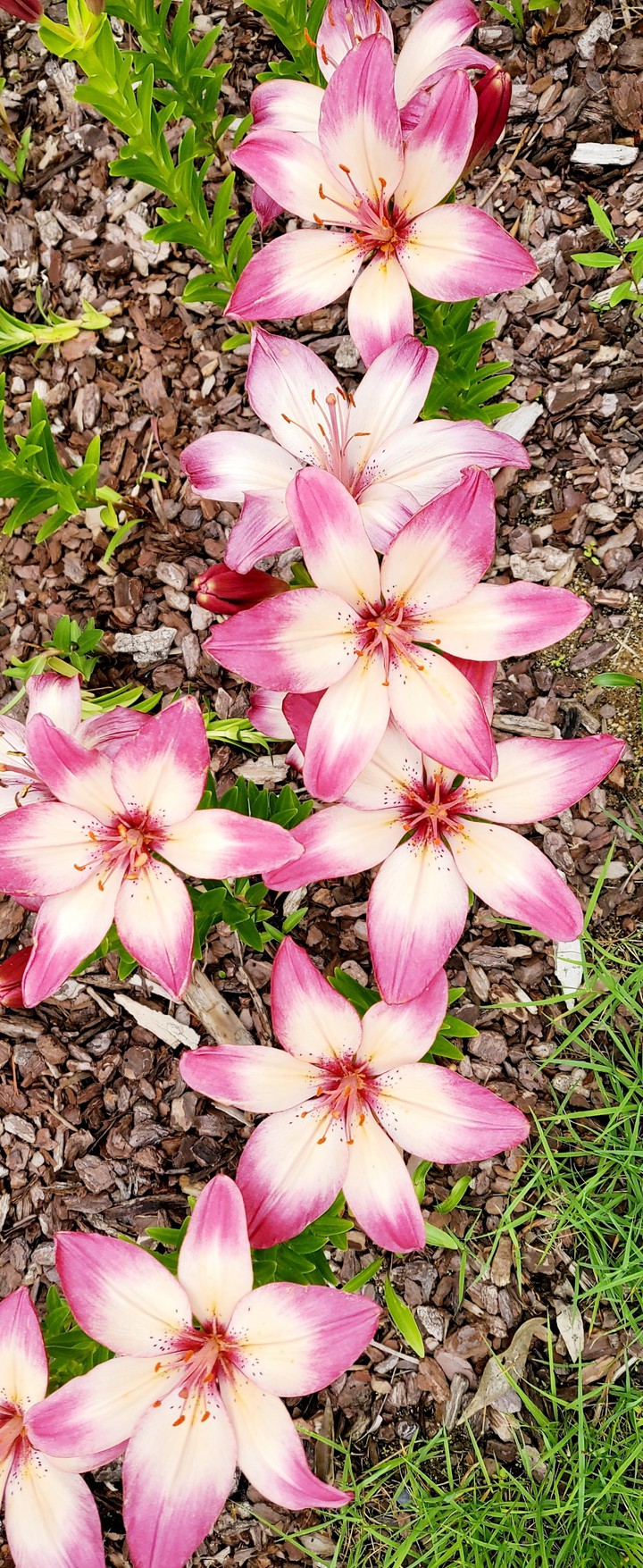 flower#