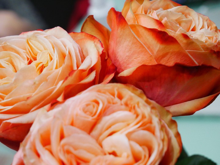 #rose
