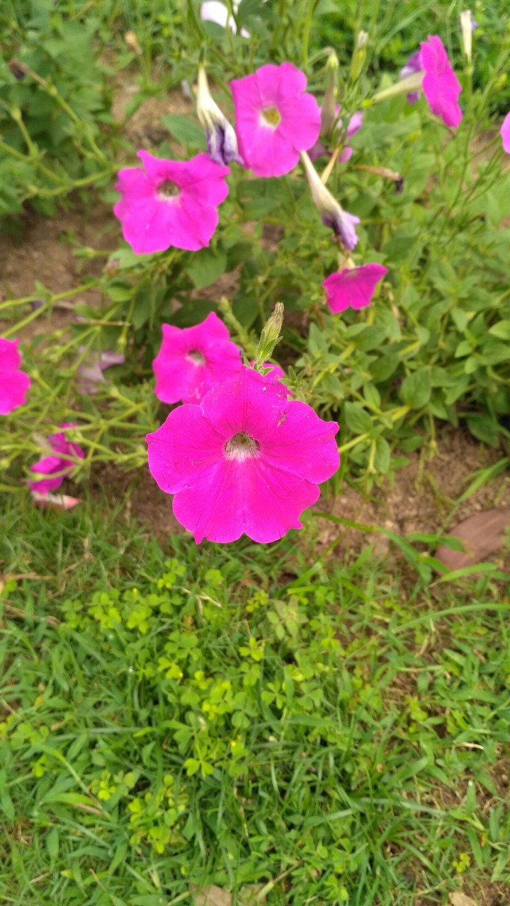 Flowers
