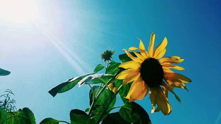 sunflower
