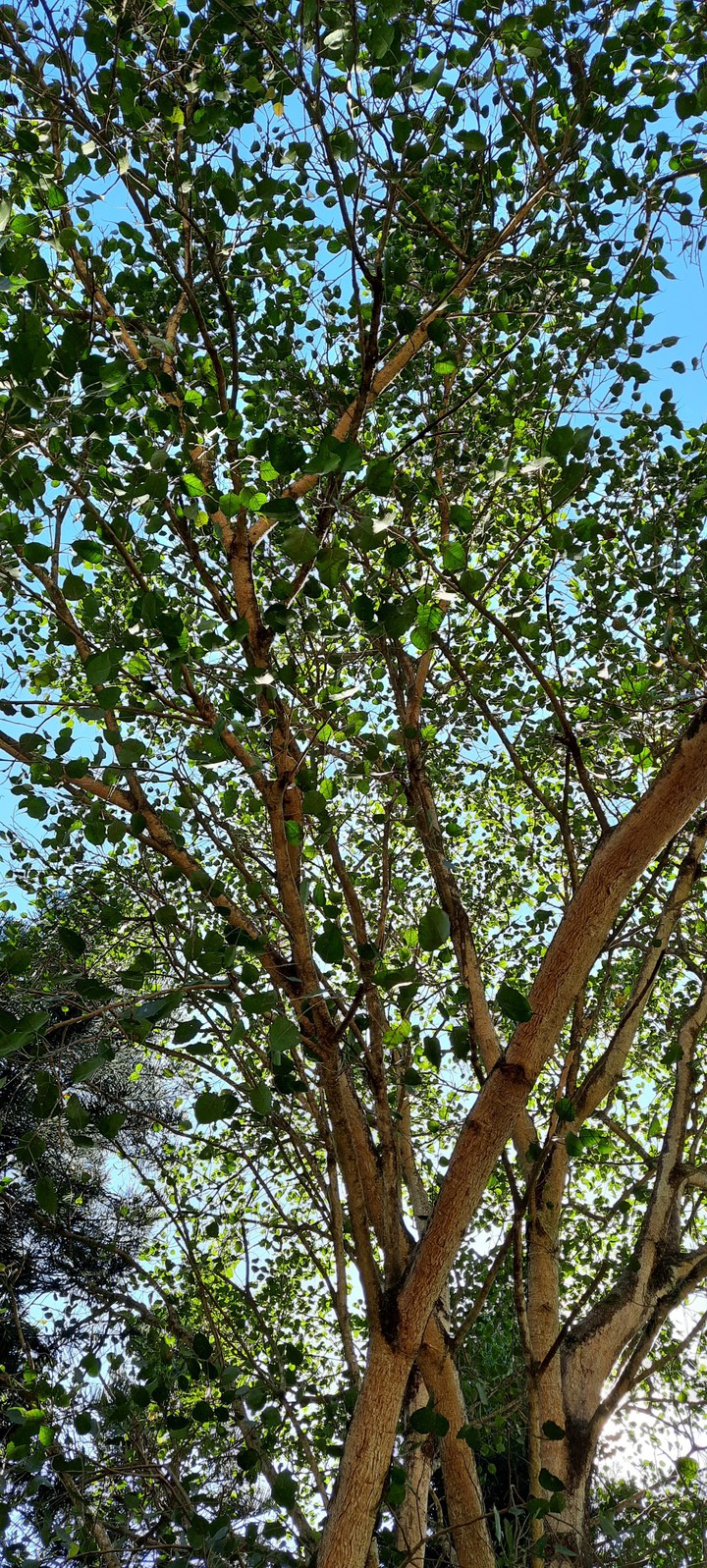 something green