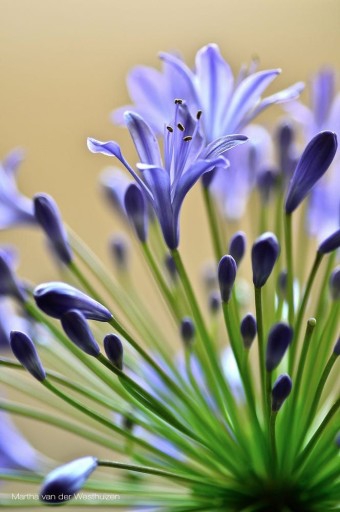 Beautiful purple flowers