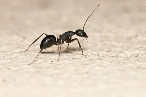 ant!
