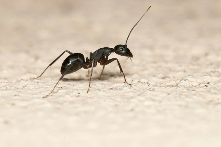 ant!