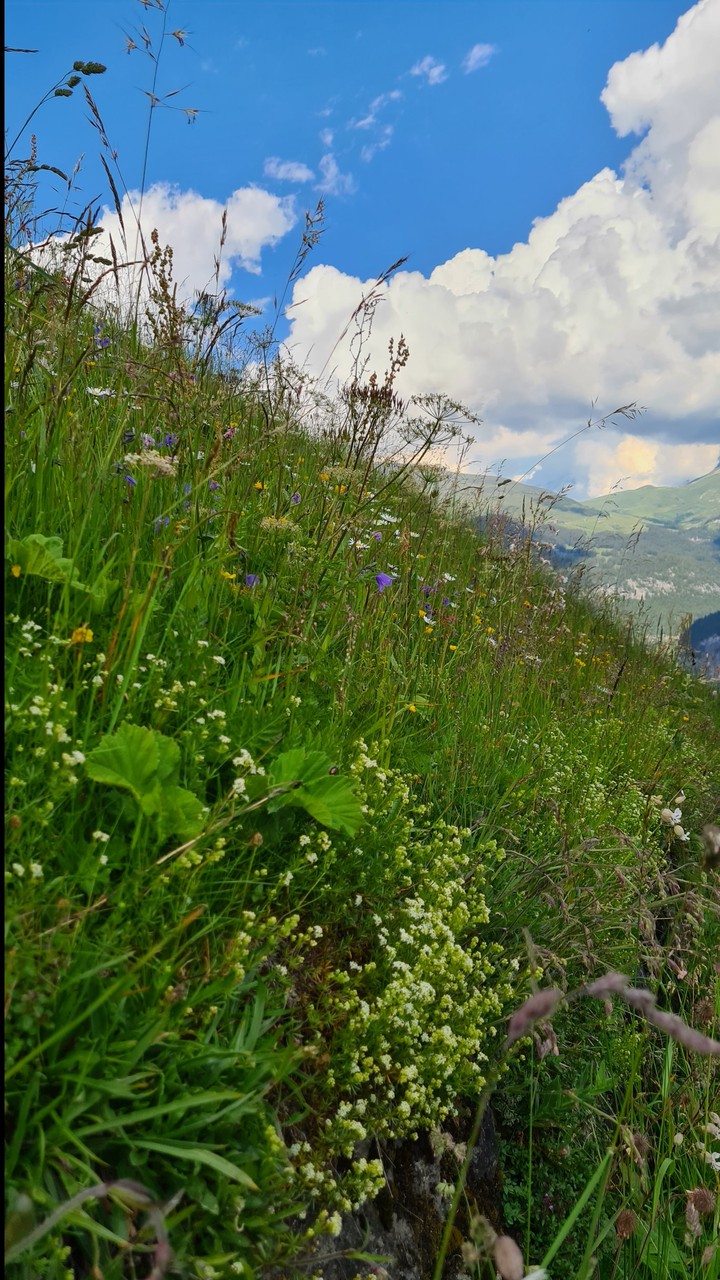 Mountain flowers