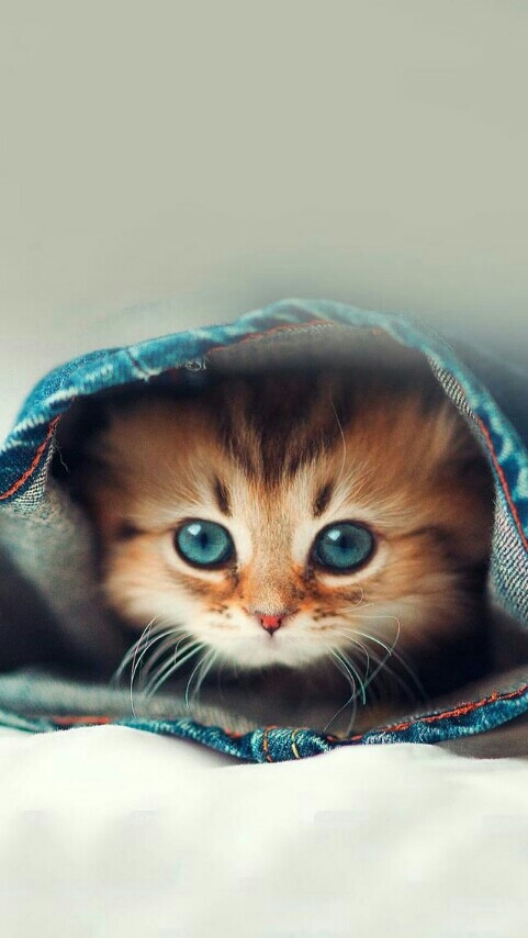 lovely cat