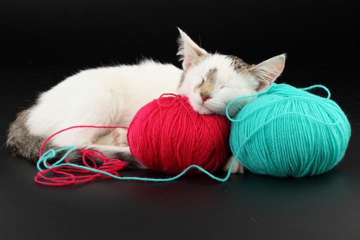 kitty