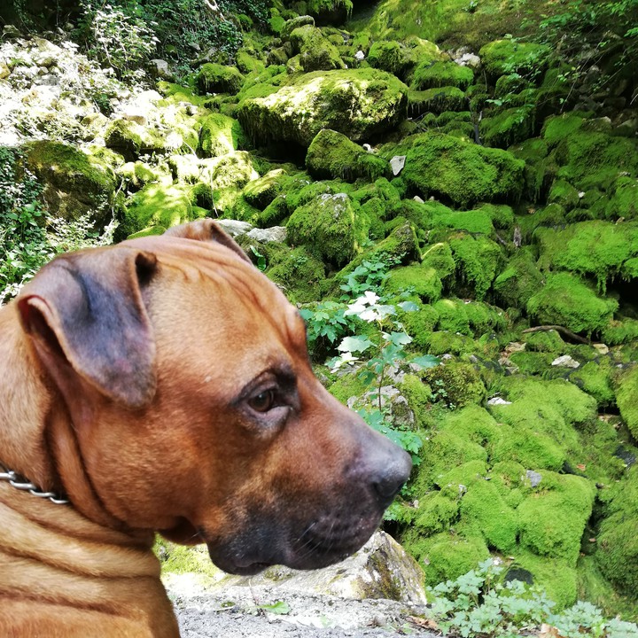 pitbull