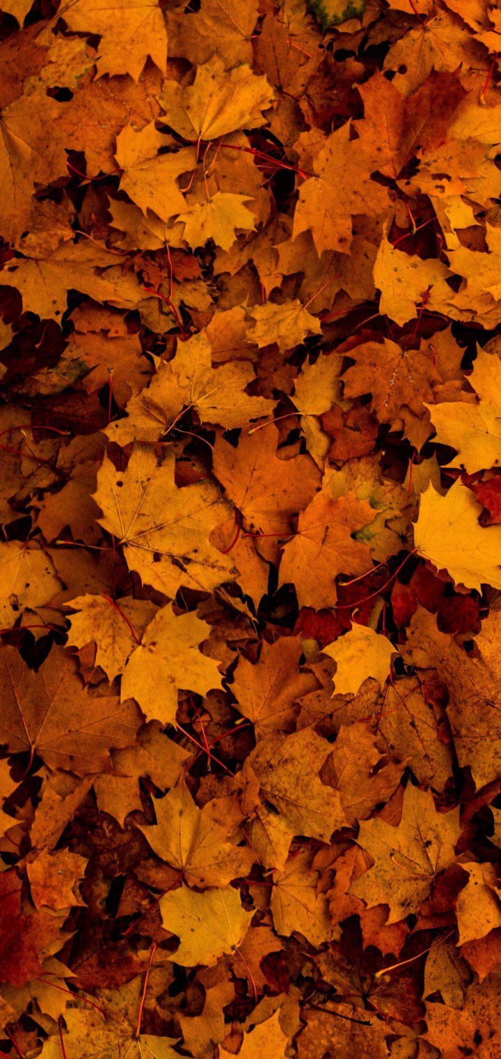 fall