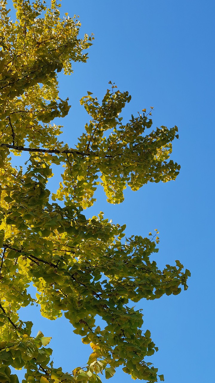 tree's wing