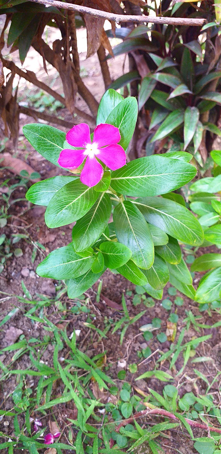 Flower in my garden