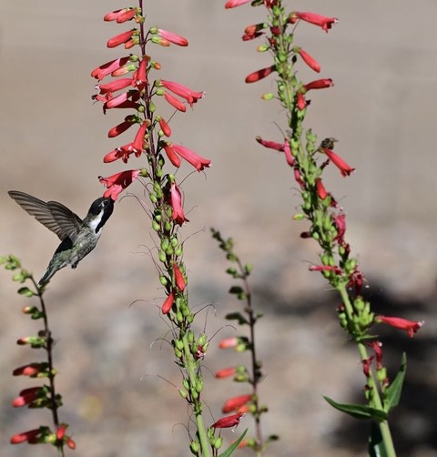 обои bird, red