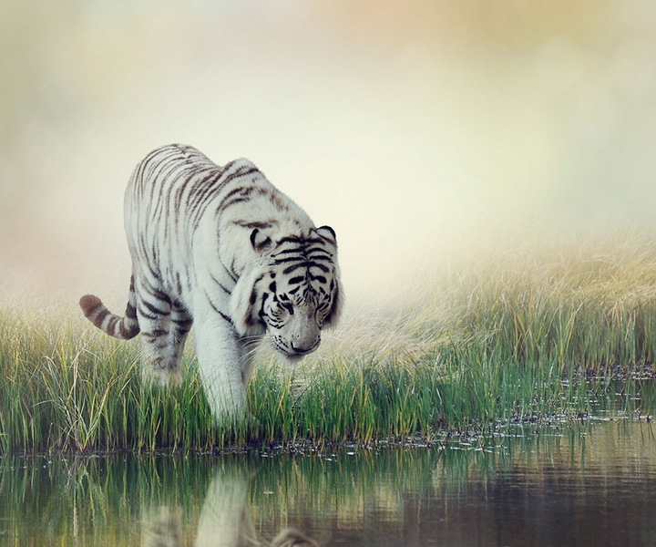 white tiger