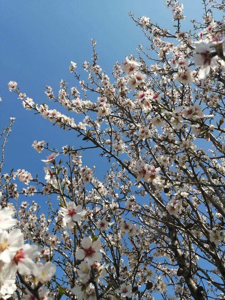 Spring