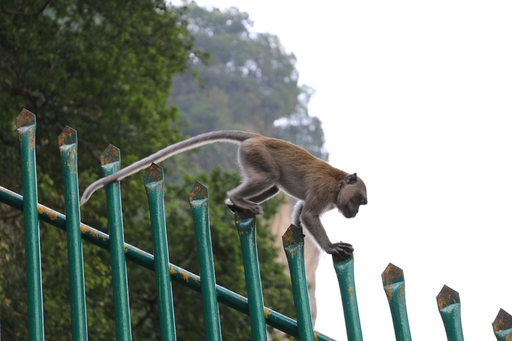 monkey