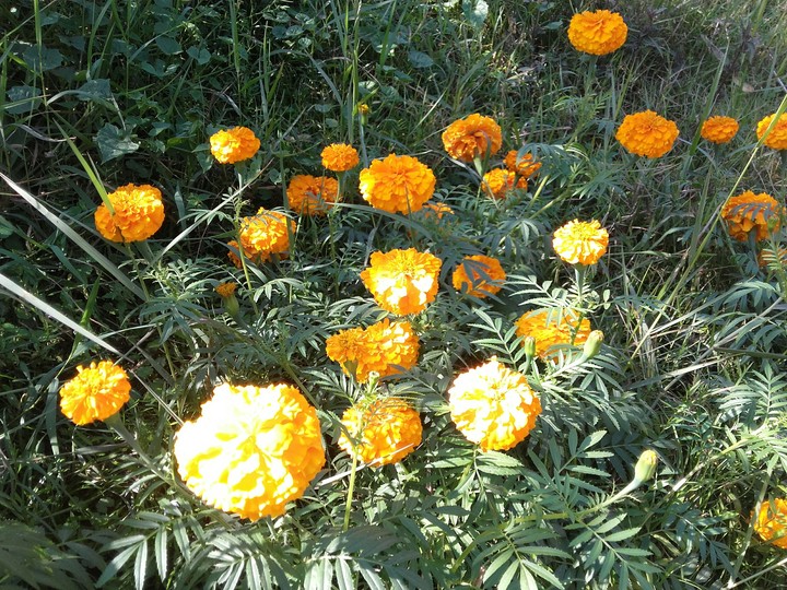 Marigold