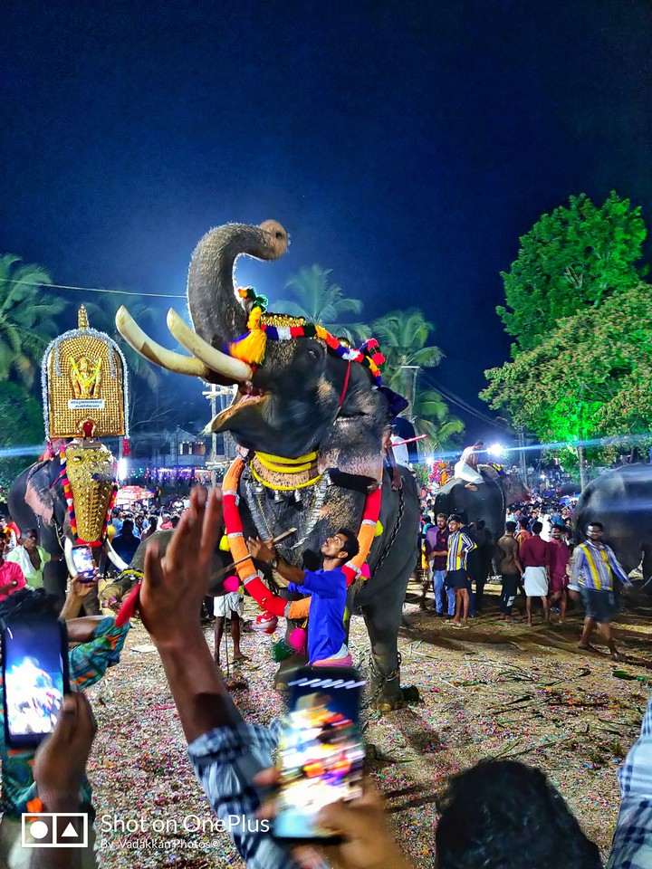 kerala elephants