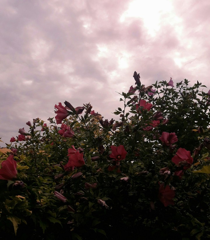 flower