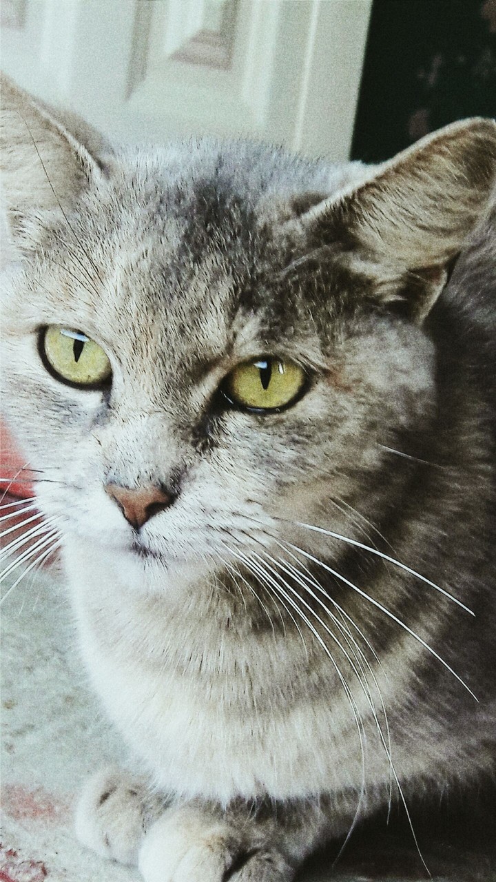 cat animal mammal